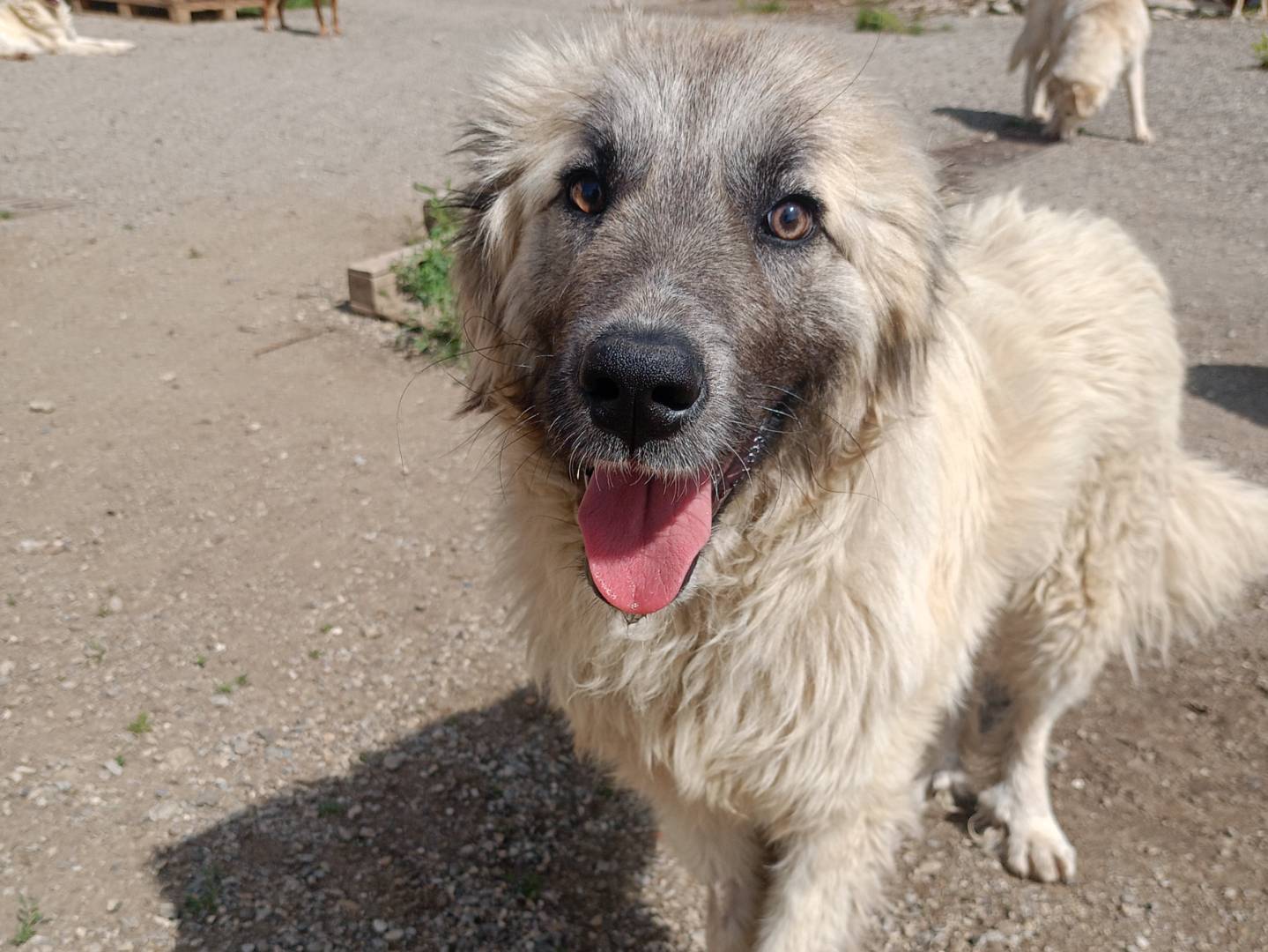 Adotta un cane, maschio, 1 anno e 4 mesi , Catanzaro