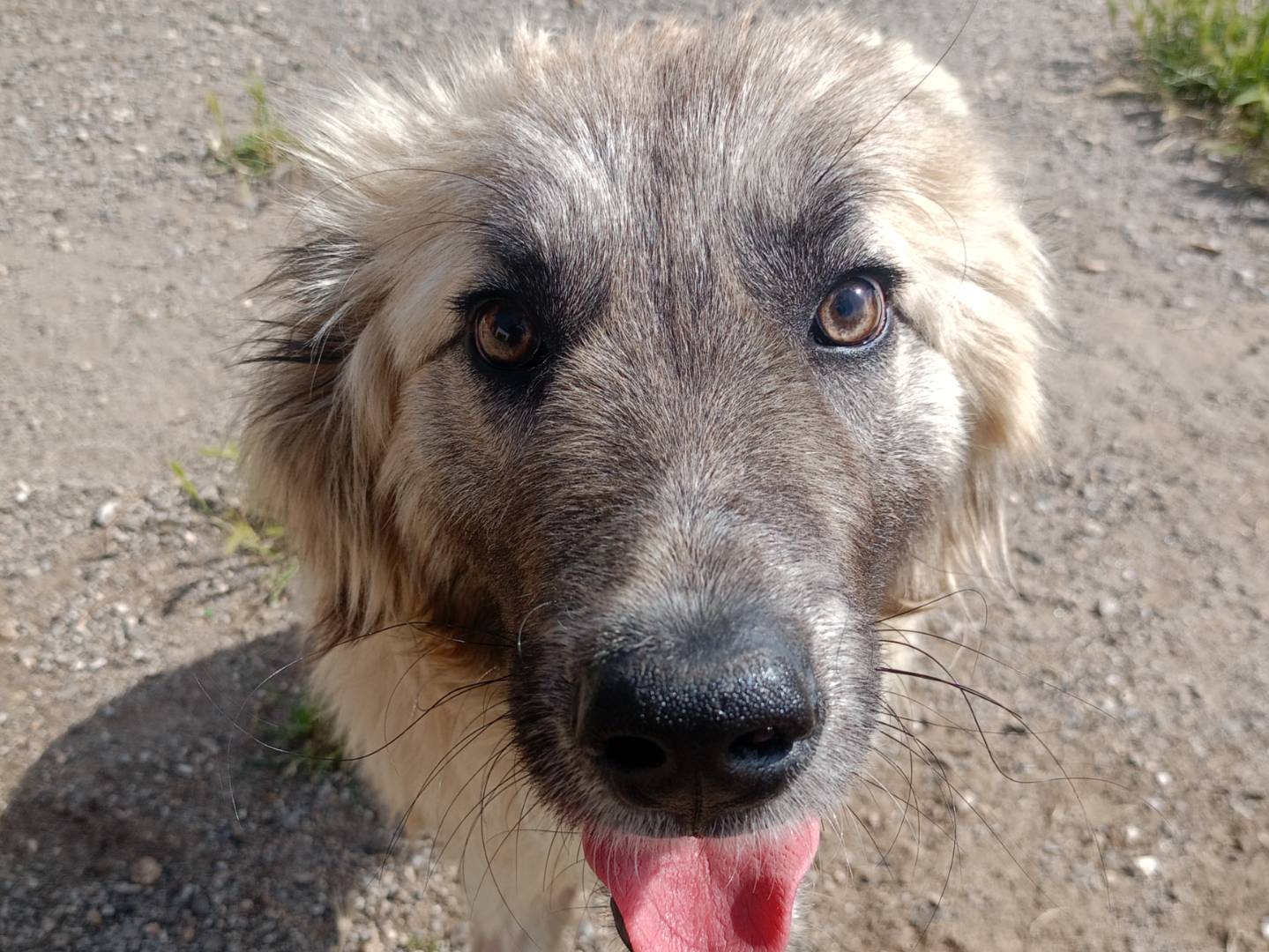 Adotta un cane, taglia grande, maschio, Catanzaro