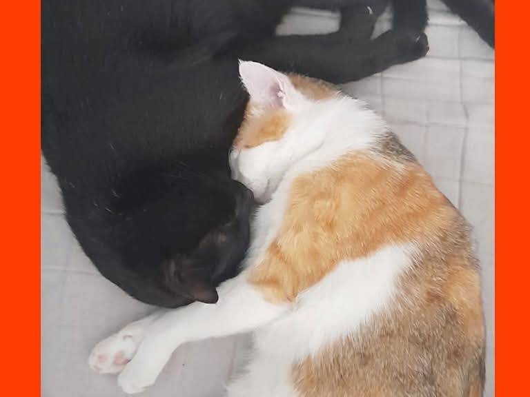 Foto dell'animale