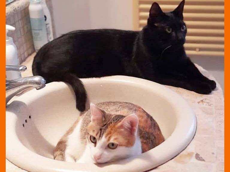 Adotta un gatto, femmina, 3 anni  e 11 mesi , Torino