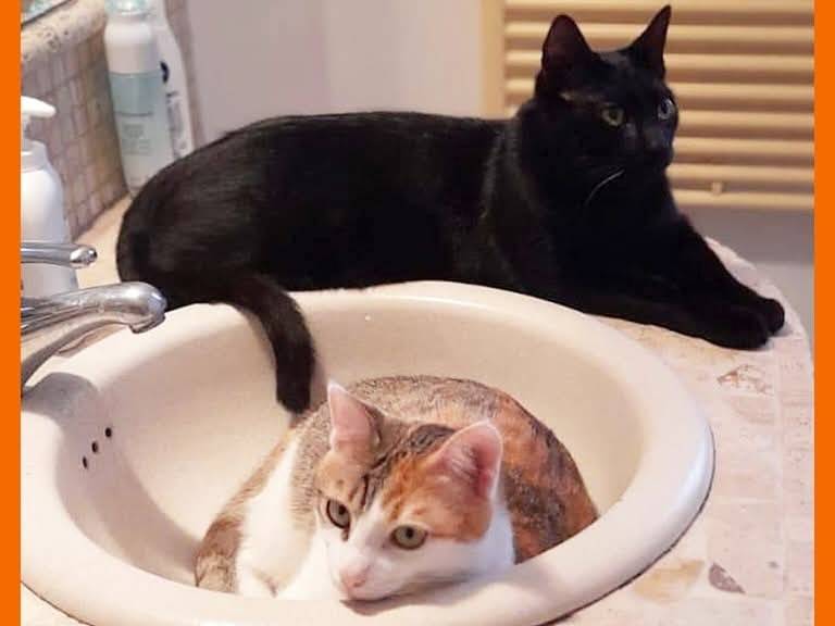 Foto dell'animale