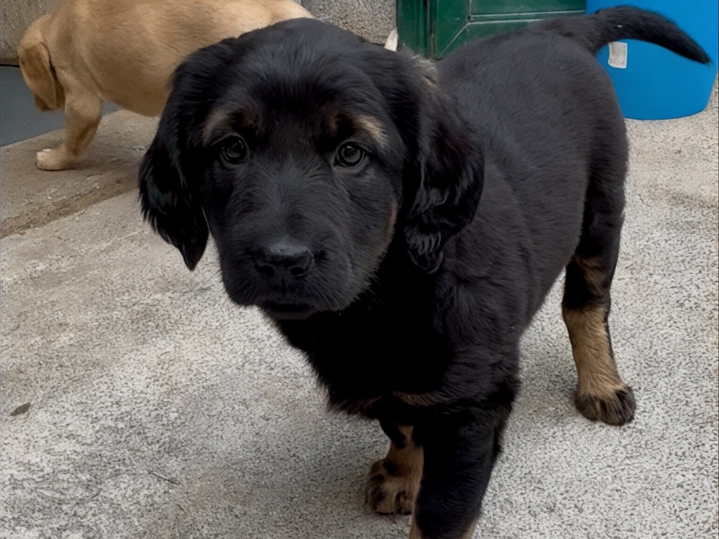 Adotta un cane, taglia media, femmina, Massa