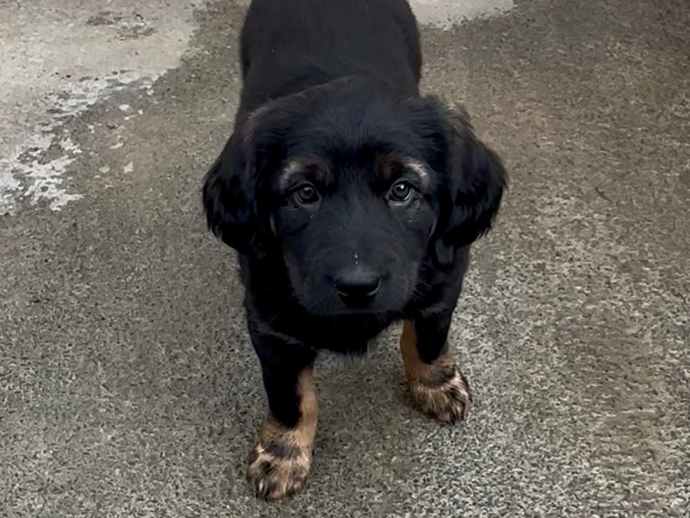 Vuoi adottare un cane a Massa?