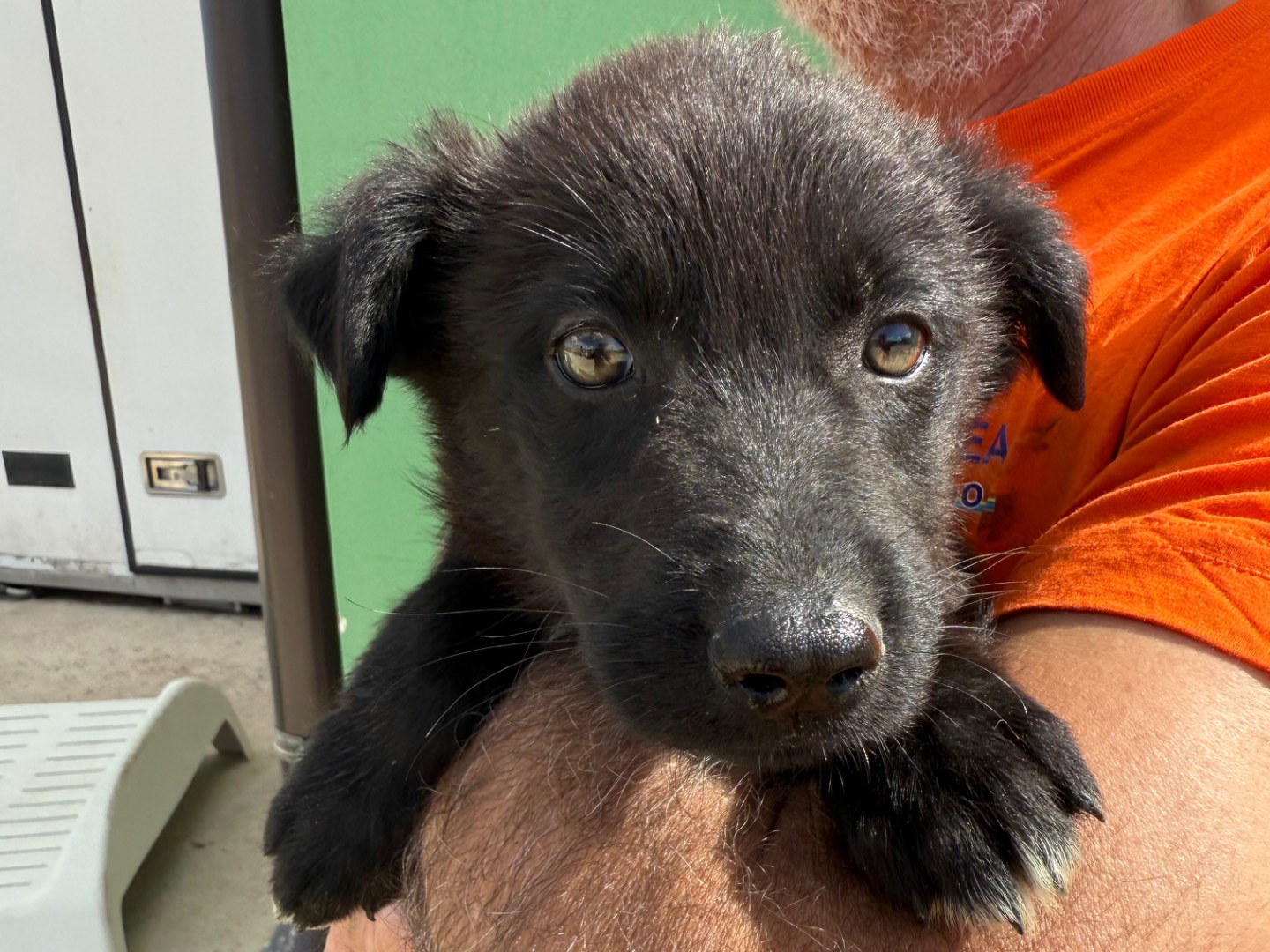 Adotta un cane, femmina, 4 mesi, Matera