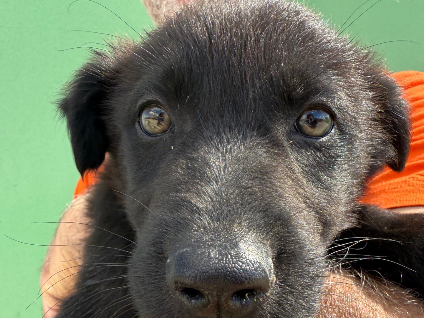 Adotta un cane, taglia media, femmina, Matera