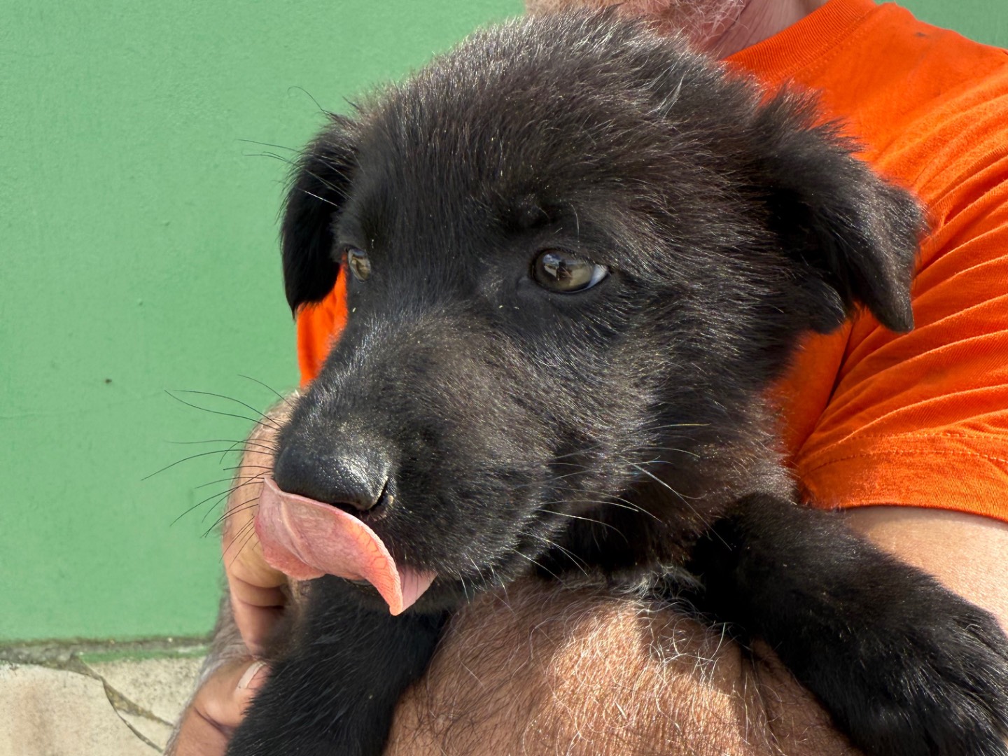 Vuoi adottare un cane a Matera?