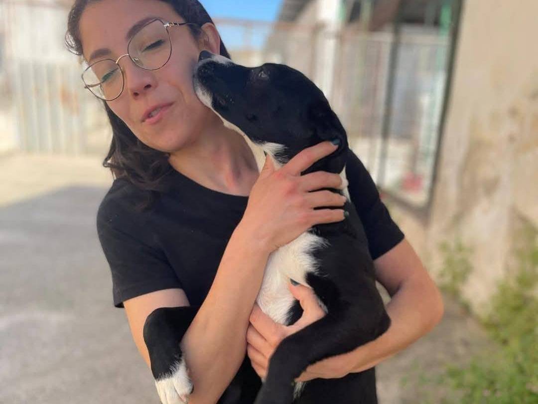 Adotta un cane, taglia media contenuta, femmina, Caserta
