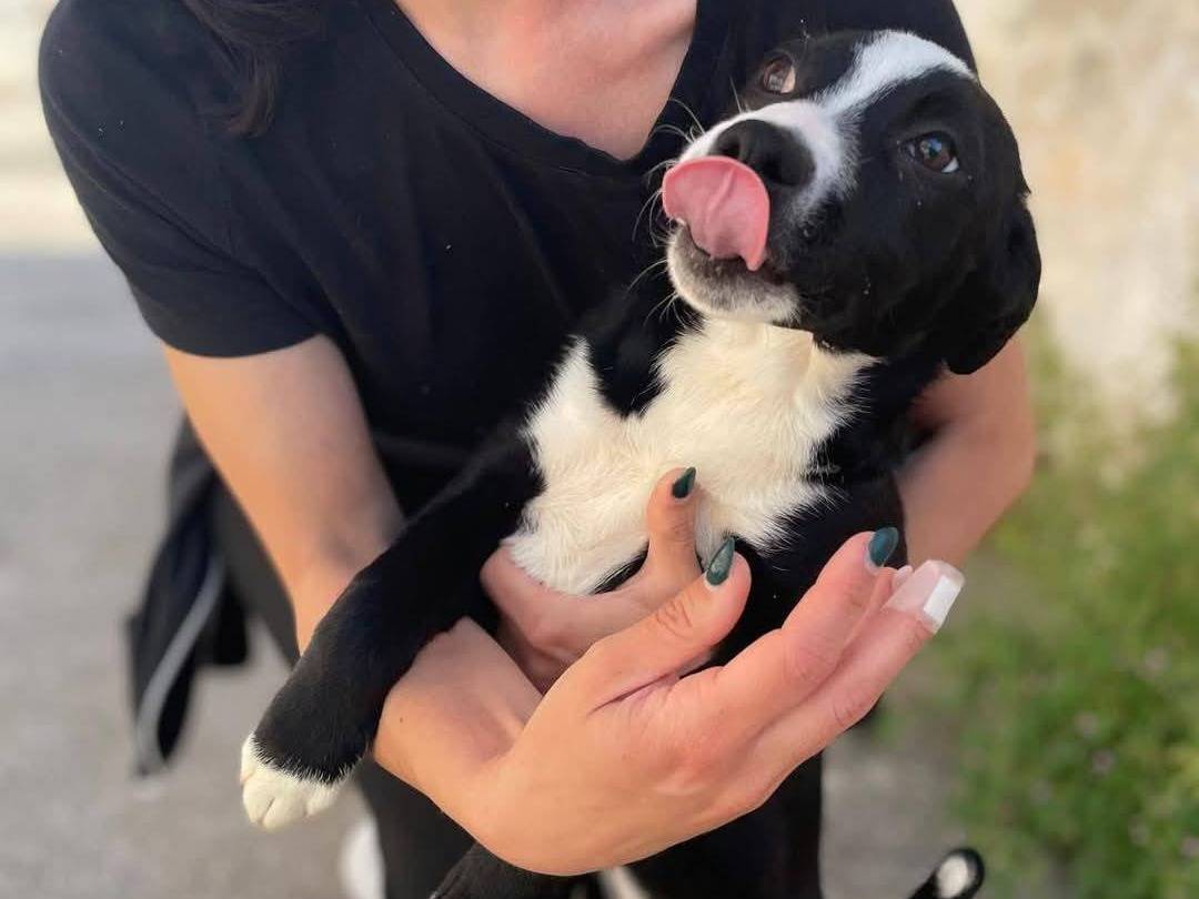 Vuoi adottare un cane a Caserta?