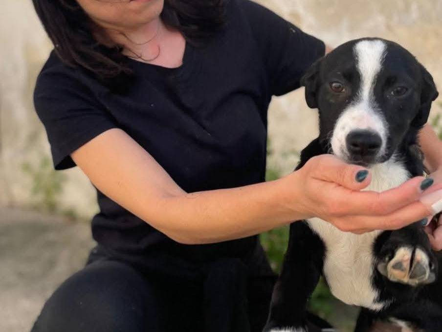 Adotta il cane MIELE a Caserta