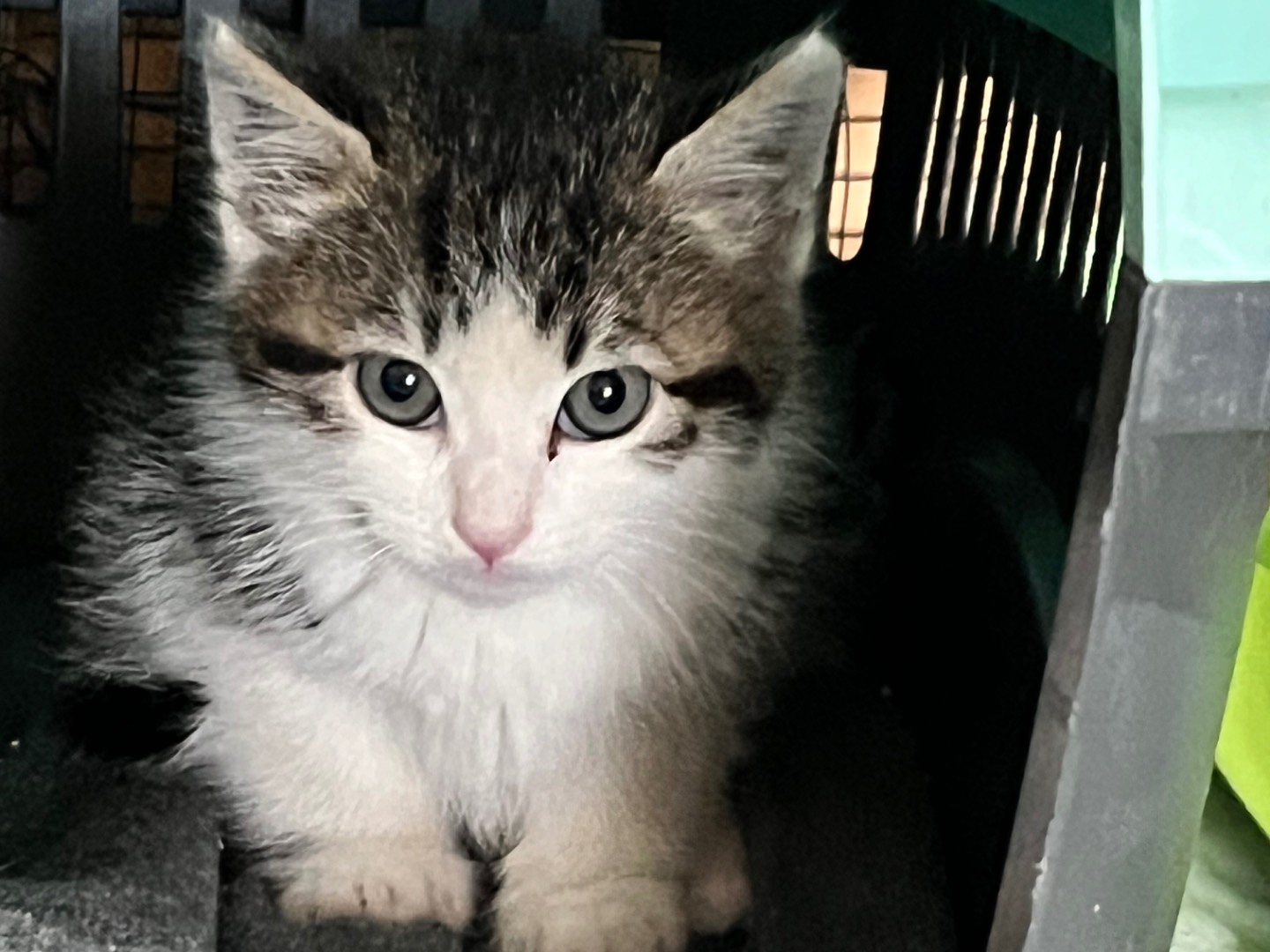 Adotta un gatto, maschio, 0 mesi, Bergamo