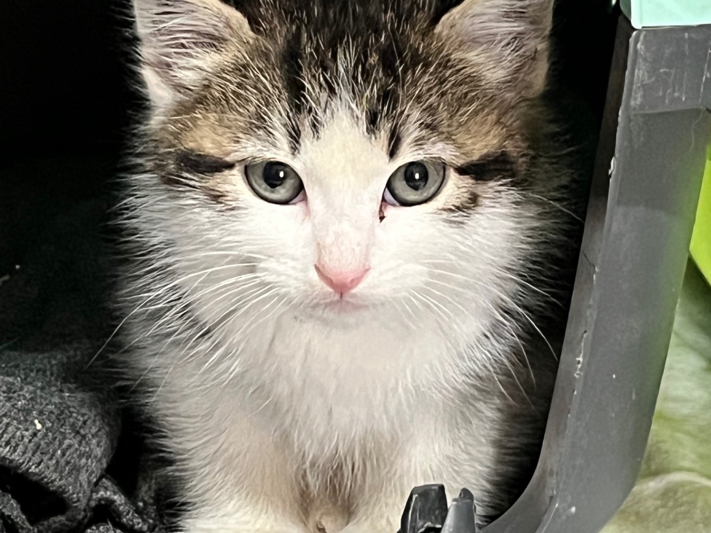 Adotta un gatto, taglia non valida, maschio, Bergamo