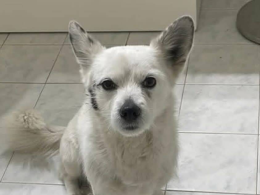 Adotta un cane, maschio, 10 anni  e 4 mesi , Latina