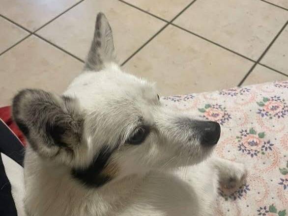 Adotta un cane, taglia piccola, maschio, Latina