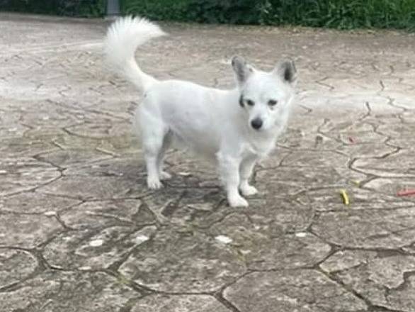 Vuoi adottare un cane a Latina?