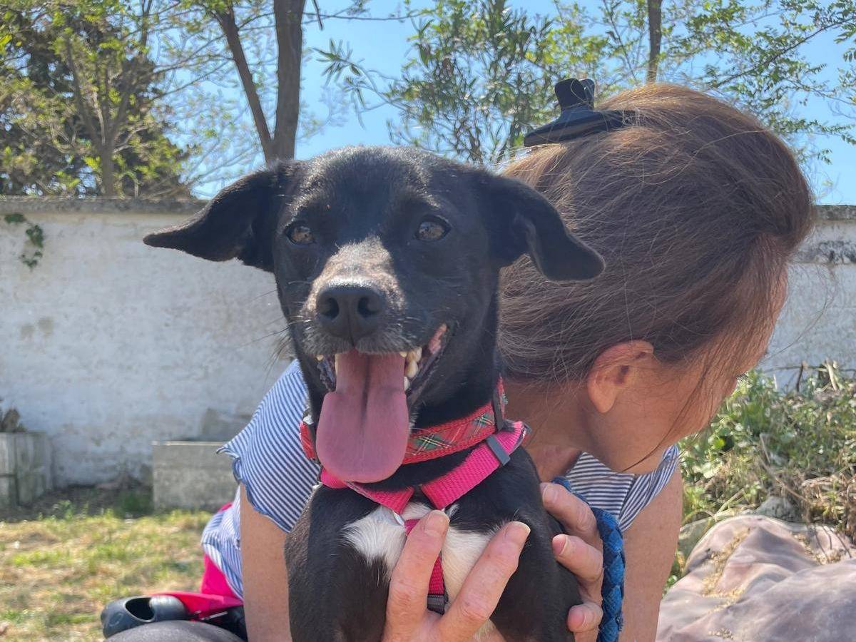 Adozione cane, maschio, Razza sconosciuta Razza sconosciuta, 2 anni e 2 mesi, taglia piccola, Caserta