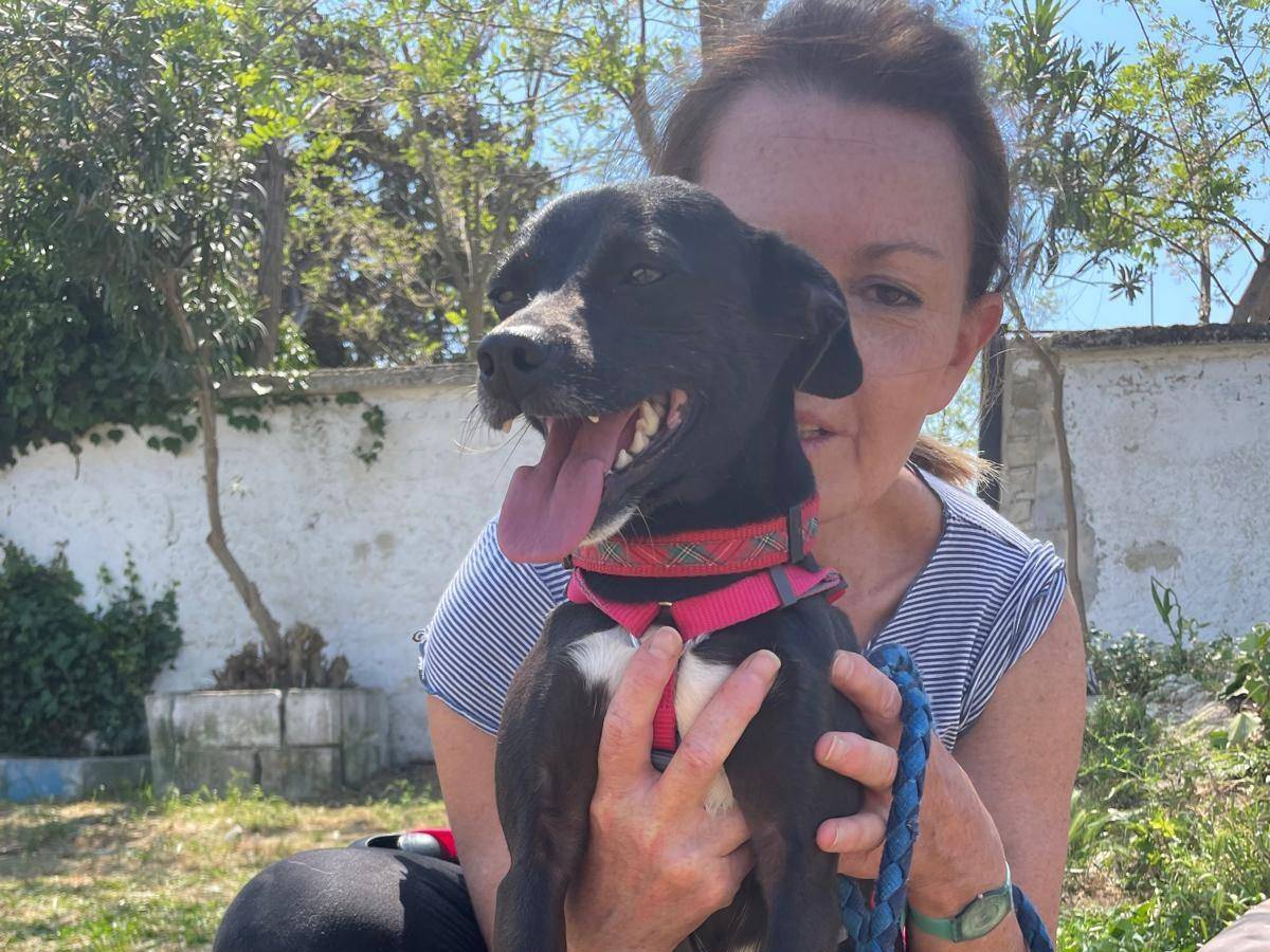 Adotta il cane GIN a Caserta