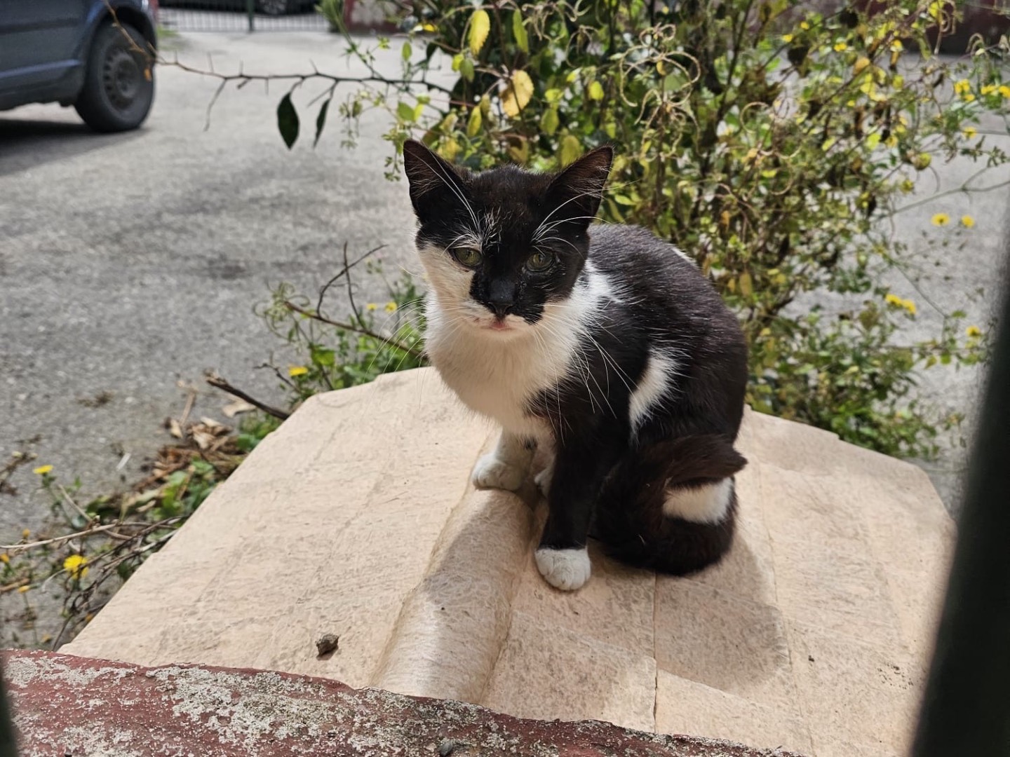 Adotta un gatto, femmina, 1 anno e 1 mese, Napoli