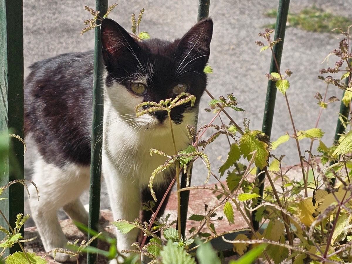Adotta un gatto, taglia non valida, femmina, Napoli