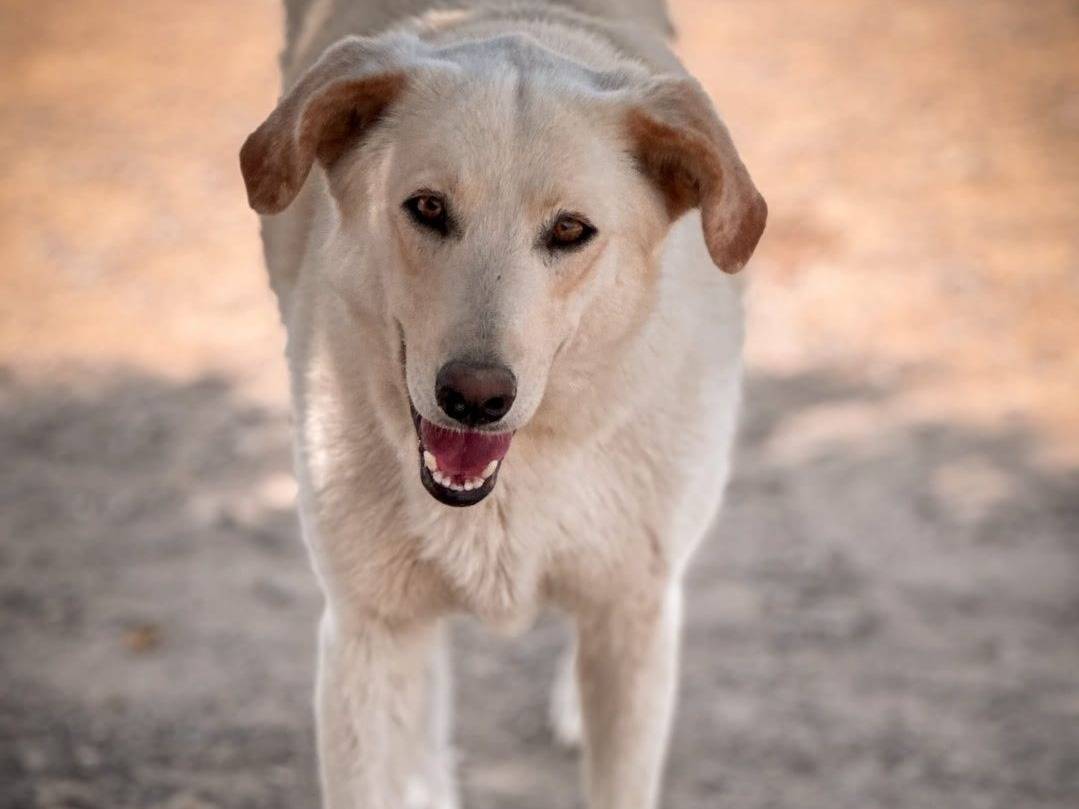 Adozione cane, maschio, Razza sconosciuta Razza sconosciuta, 3 anni e 1 mese, taglia media, Crotone