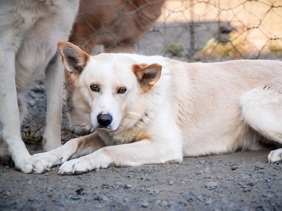 Adozione cane, maschio, Razza sconosciuta Razza sconosciuta, 4 anni e 1 mese, taglia media, Crotone