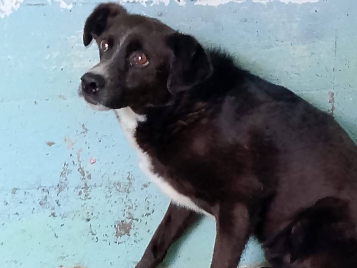 Adozione cane, maschio, Razza sconosciuta Razza sconosciuta, 8 anni e 1 mese, taglia media contenuta, Crotone