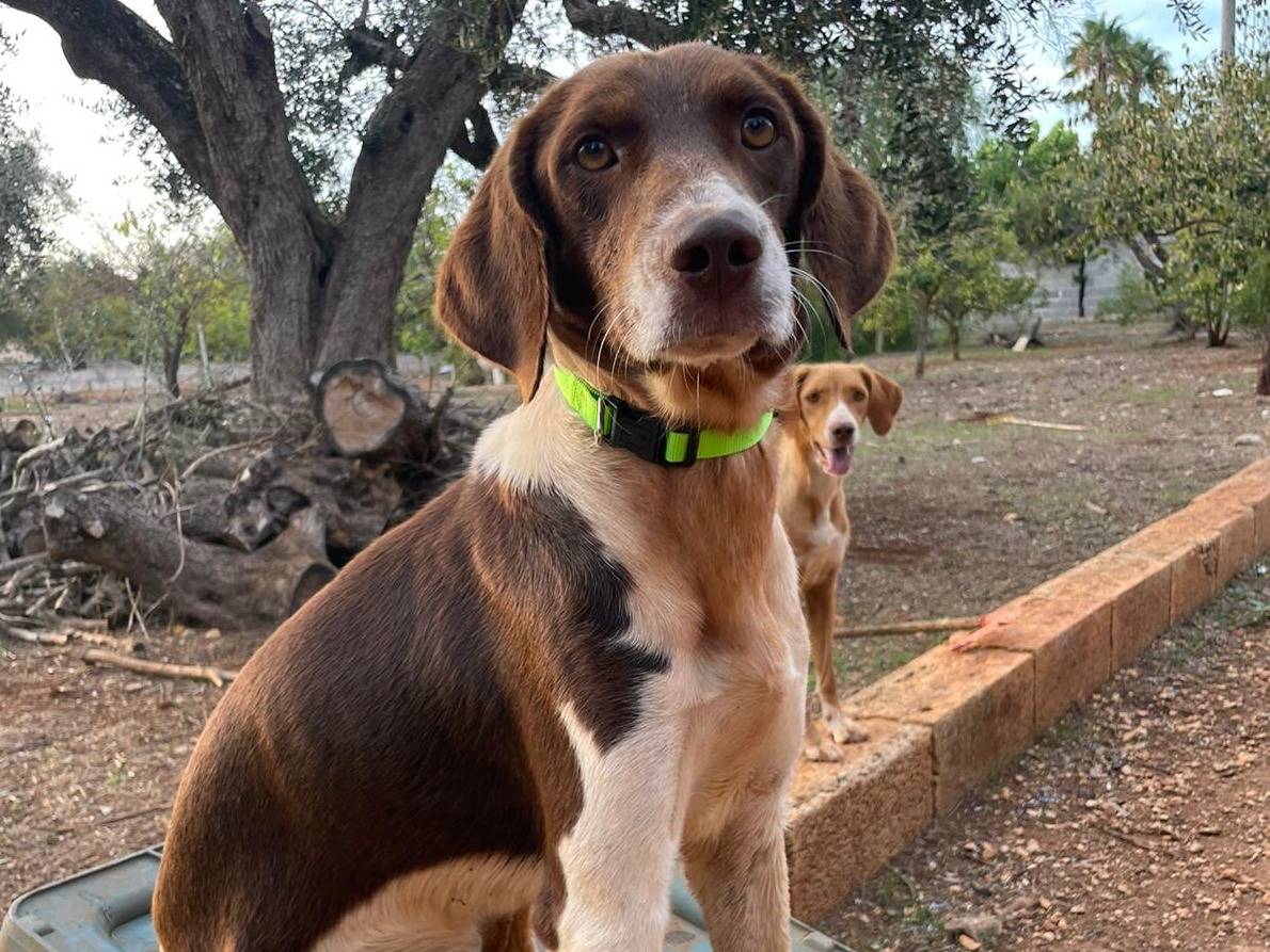 Adotta un cane, maschio, 2 anni , Brindisi