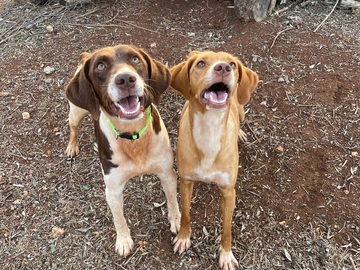 Adotta un cane, taglia media contenuta, maschio, Brindisi