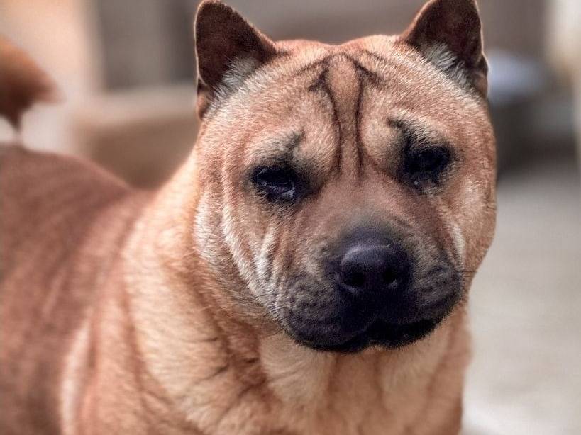 Adozione cane, femmina, Shar Pei Razza sconosciuta, 1 anno e 7 mesi , taglia piccola, Crotone