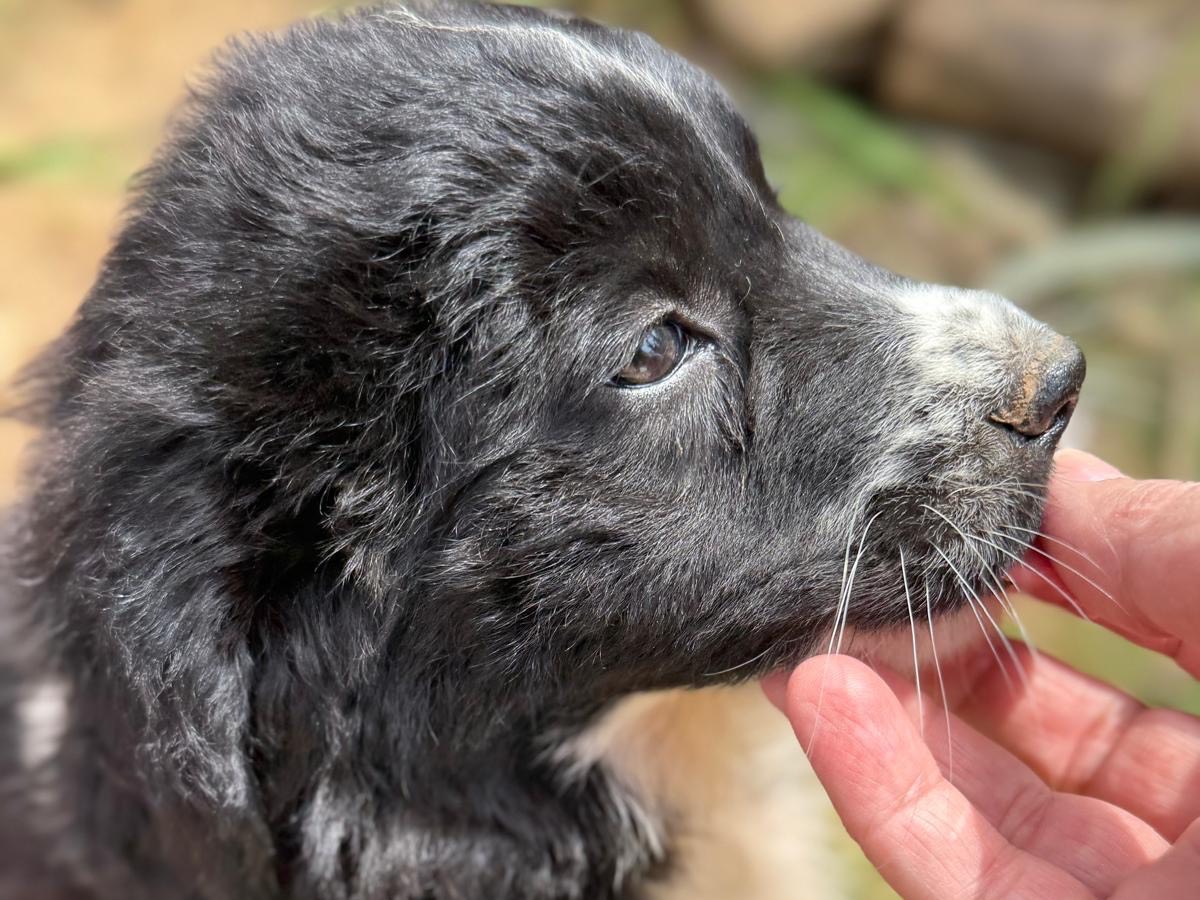 Adotta un cane, taglia media, femmina, Catanzaro