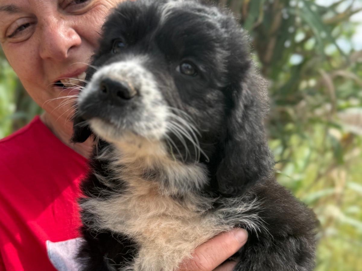 Vuoi adottare un cane a Catanzaro?