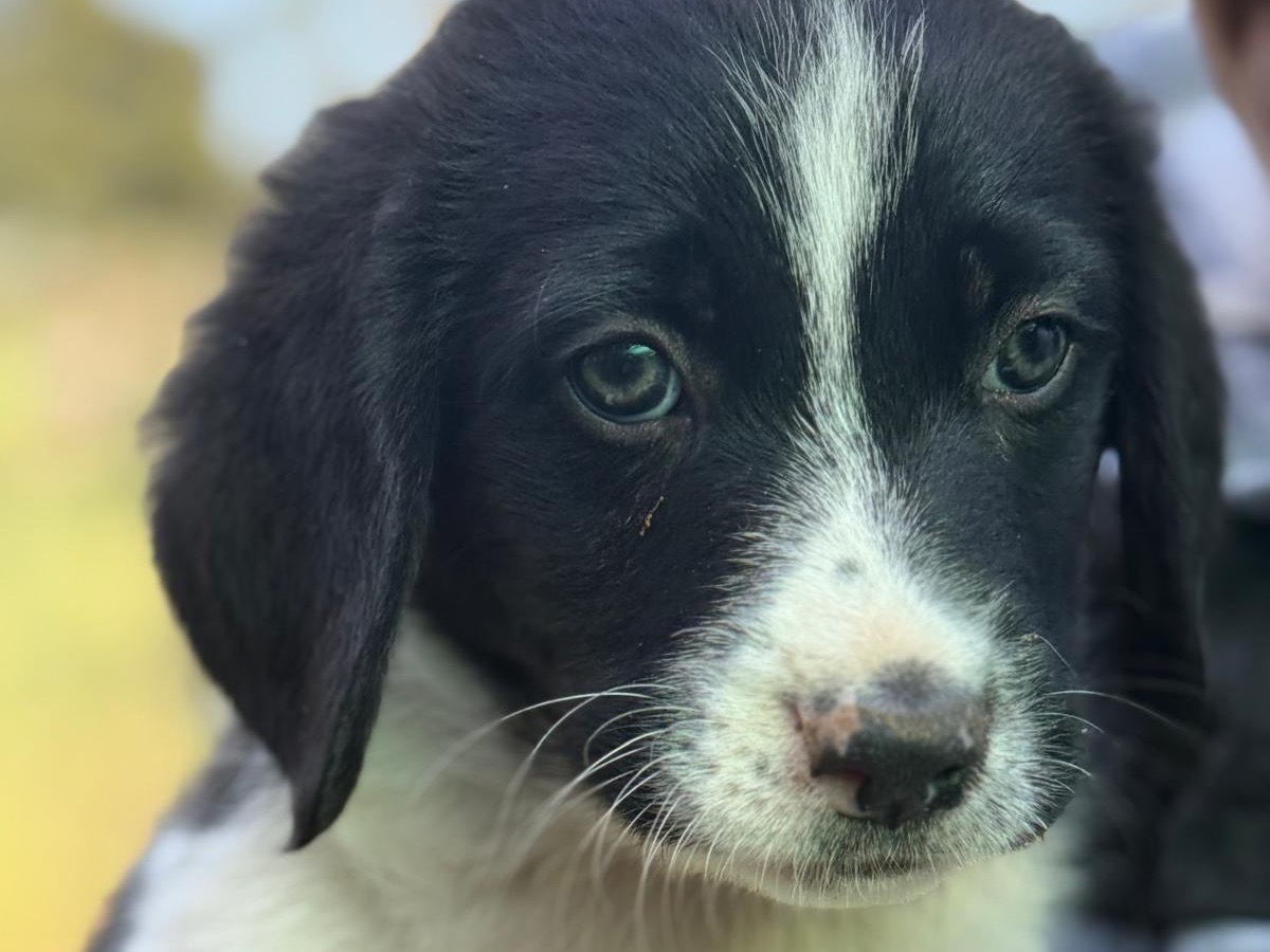 Adotta un cane, maschio, 3 mesi, Catanzaro