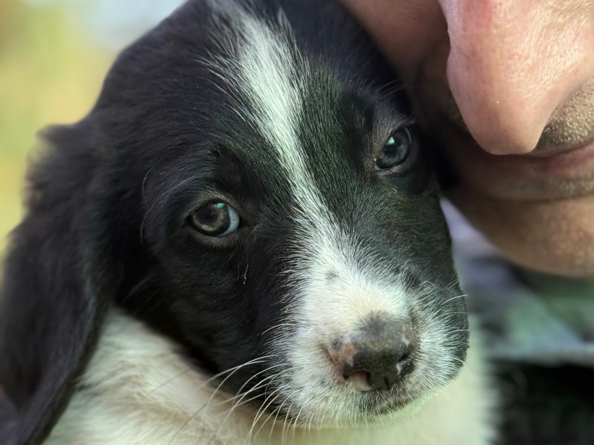 Adotta un cane, taglia media, maschio, Catanzaro