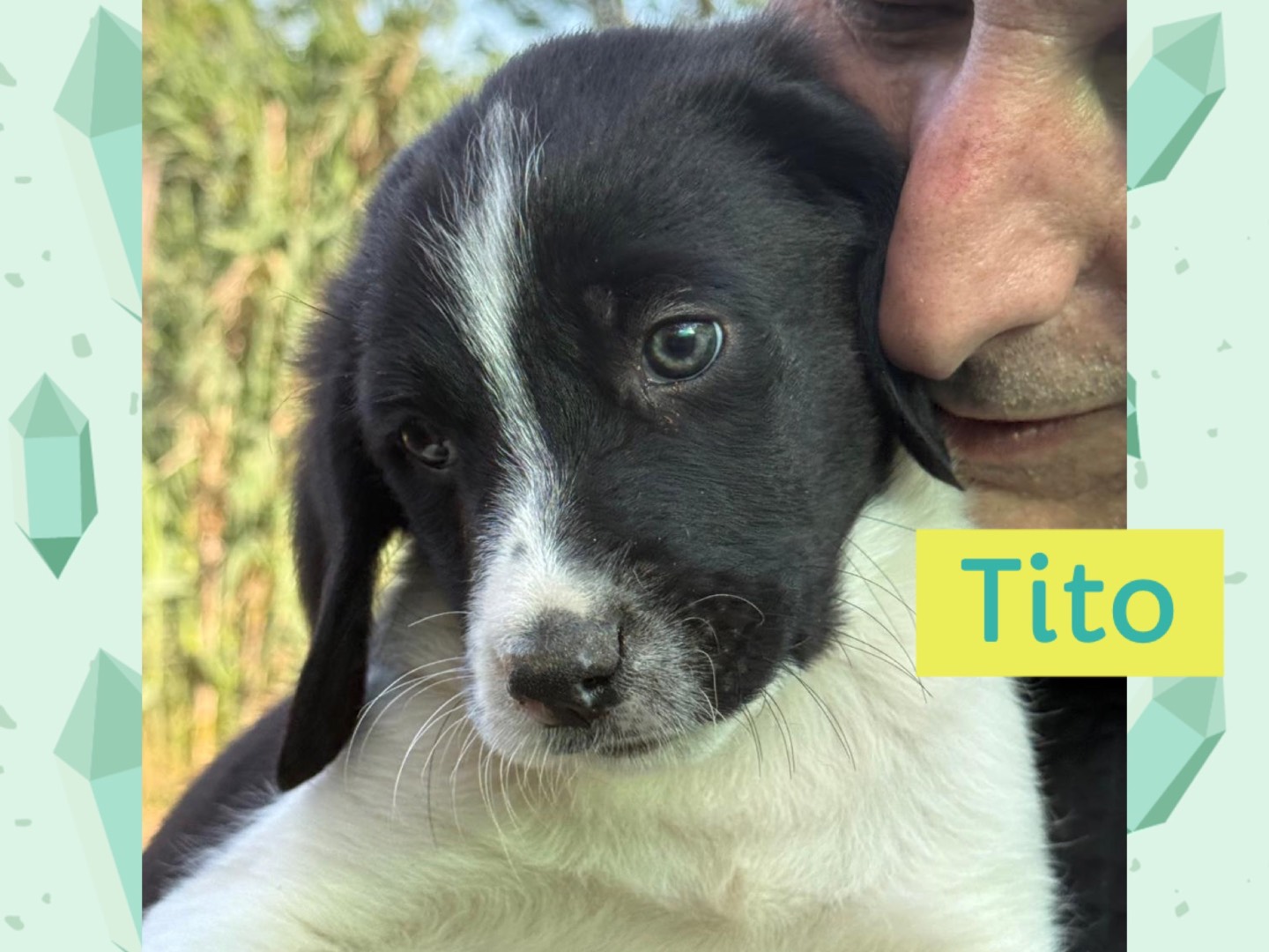 Adotta un cane, maschio, 2 mesi, Catanzaro
