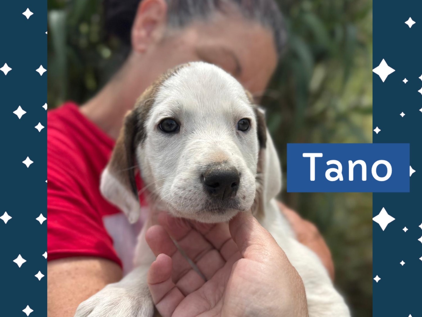 Adotta un cane, taglia media, maschio, Catanzaro