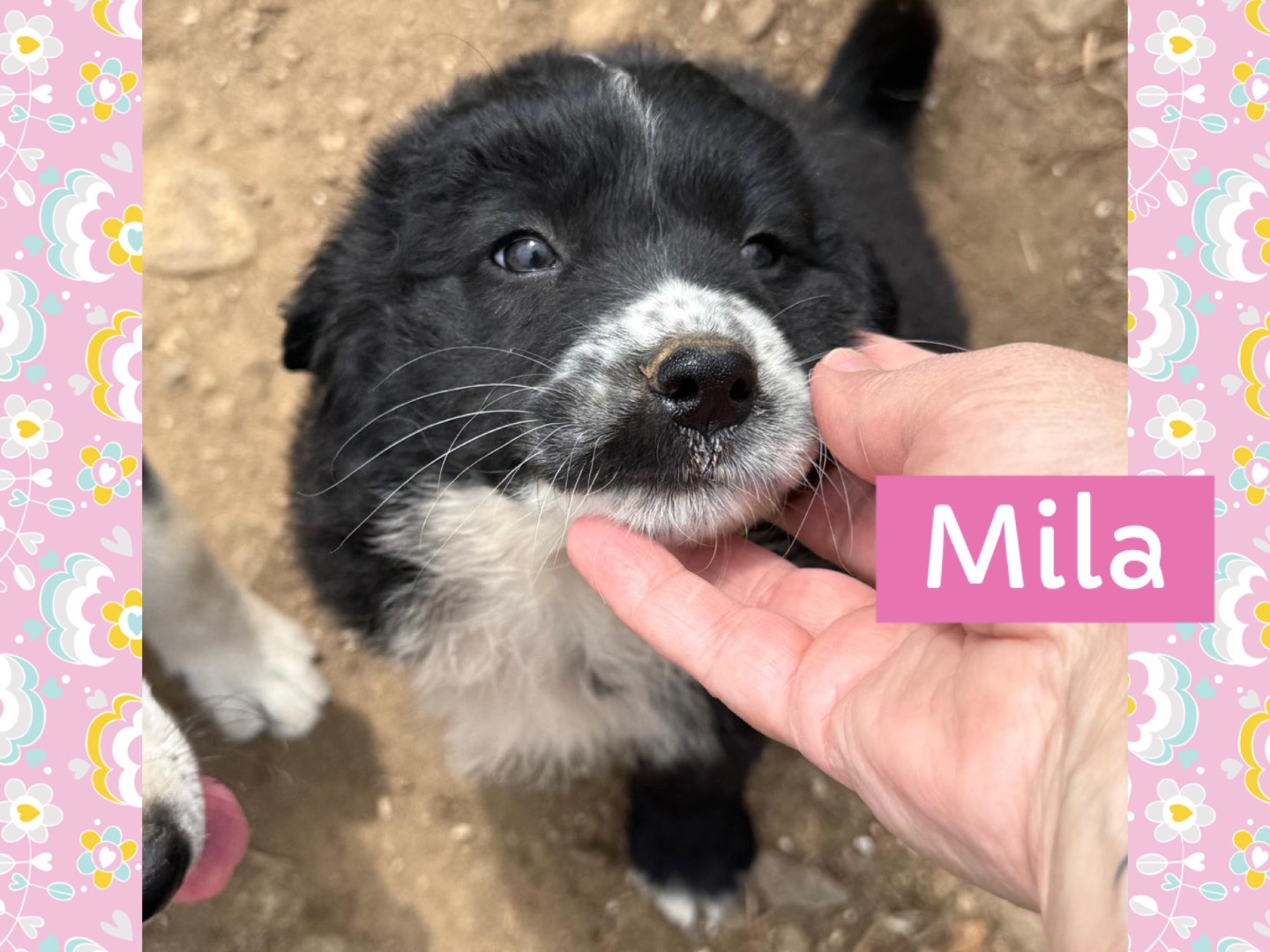 Vuoi adottare un cane a Catanzaro?