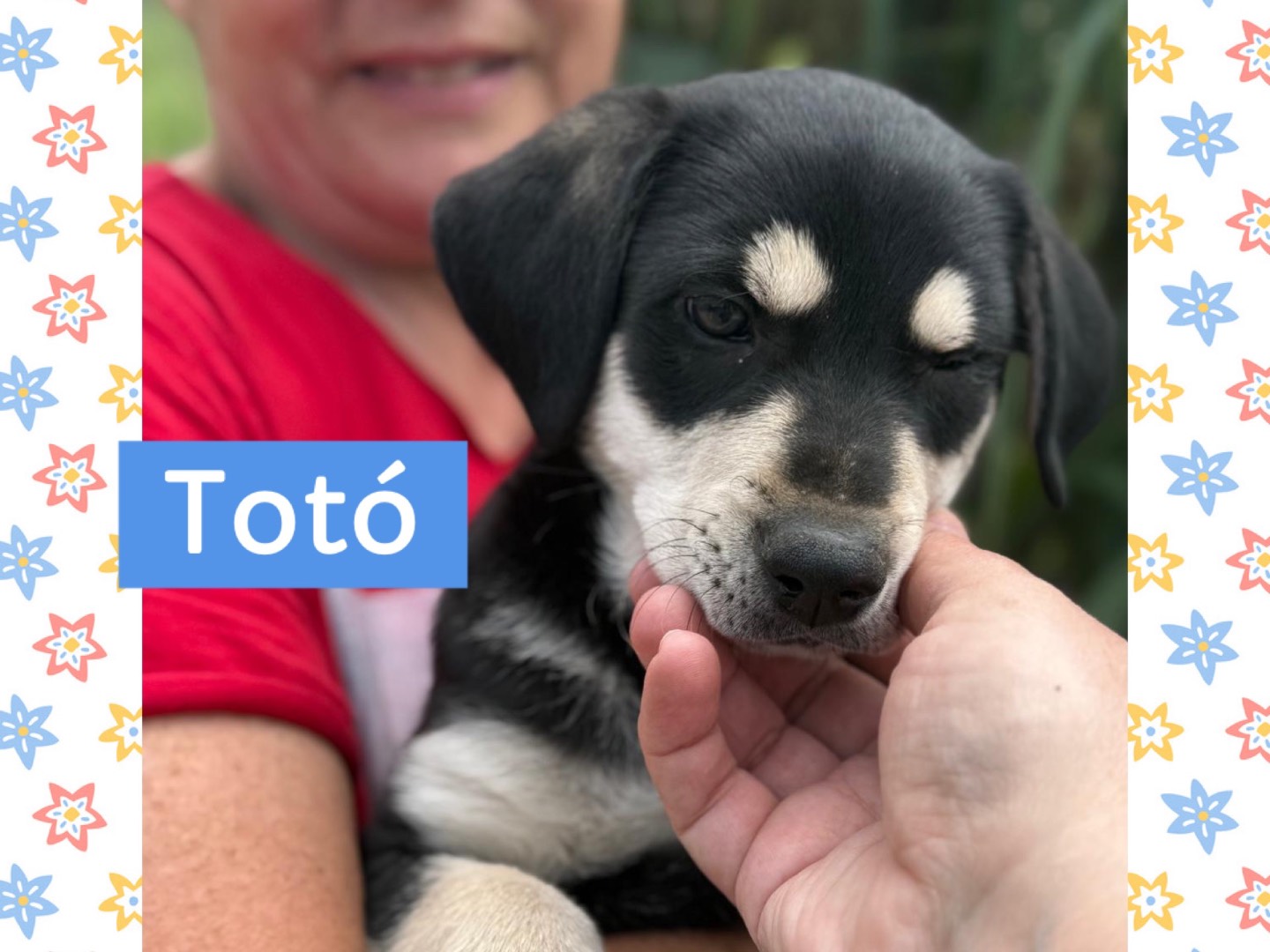 Adotta il cane Tito tano toto e mila a Catanzaro