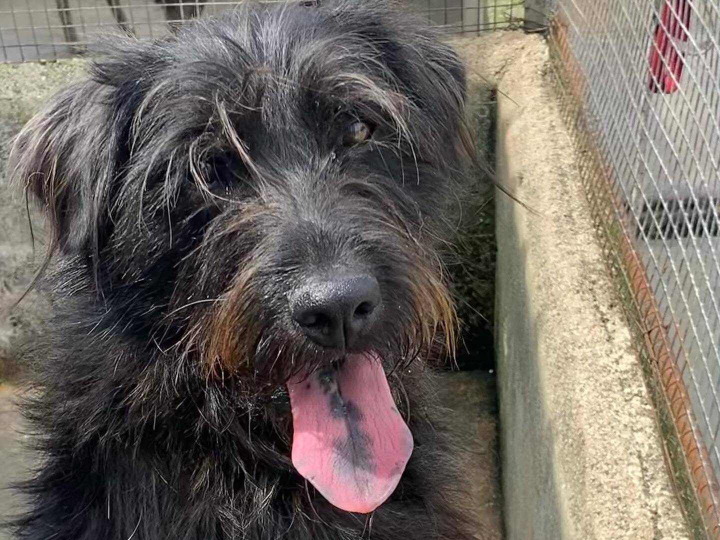 Adozione cane, maschio, Spinone Razza sconosciuta, 3 anni e 4 mesi, taglia media, Latina