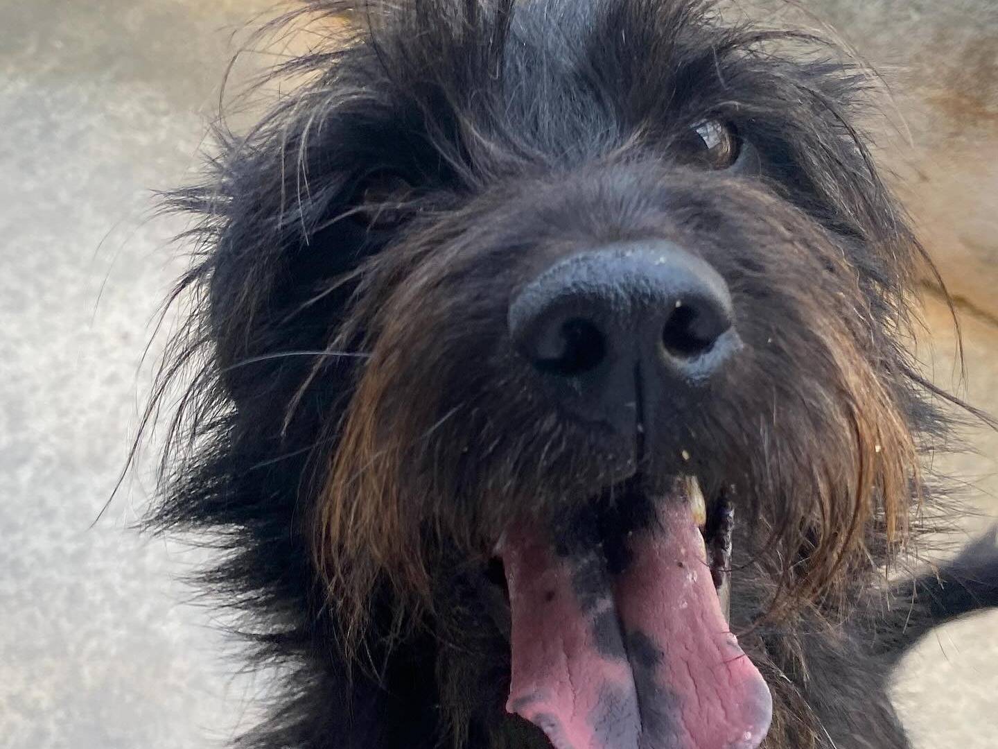 Adotta un cane, maschio, 3 anni e 4 mesi, Latina