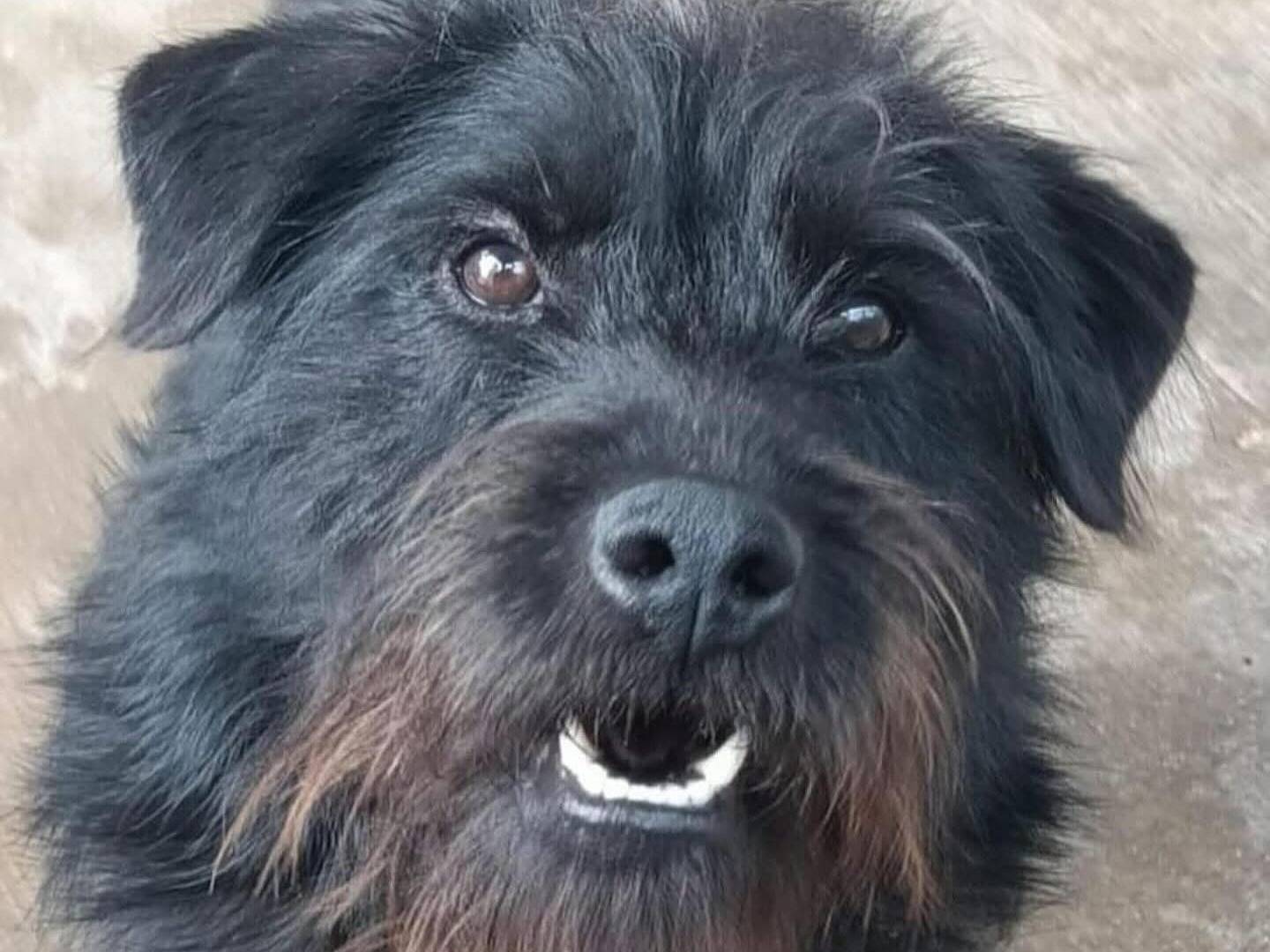 Vuoi adottare un cane a Latina?