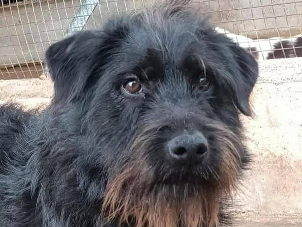 Adotta il cane VICTOR a Latina