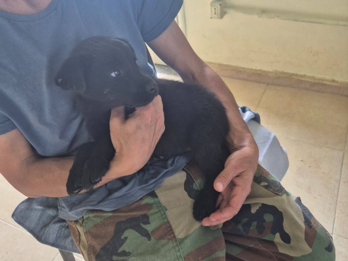 Adotta un cane, maschio, 2 mesi, Reggio