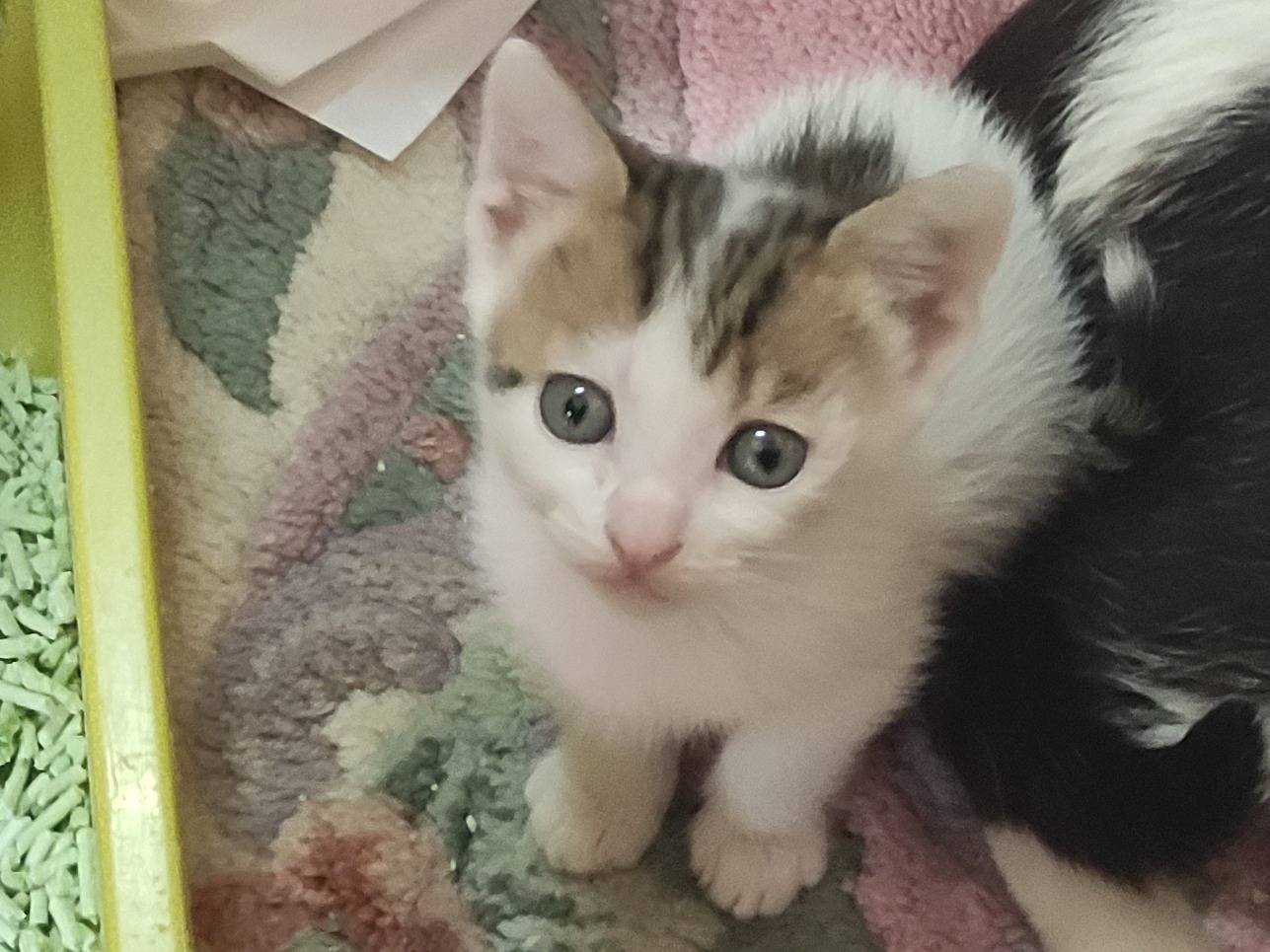 Foto dell'animale