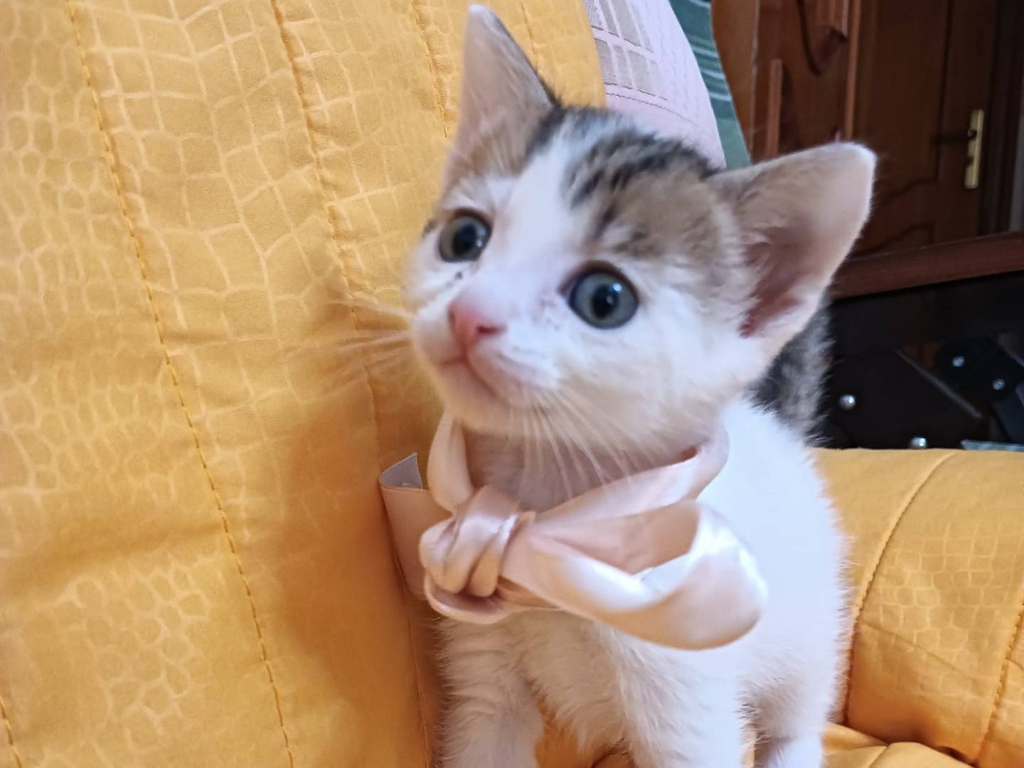 Adotta un gatto, femmina, 1 mesi, Catania