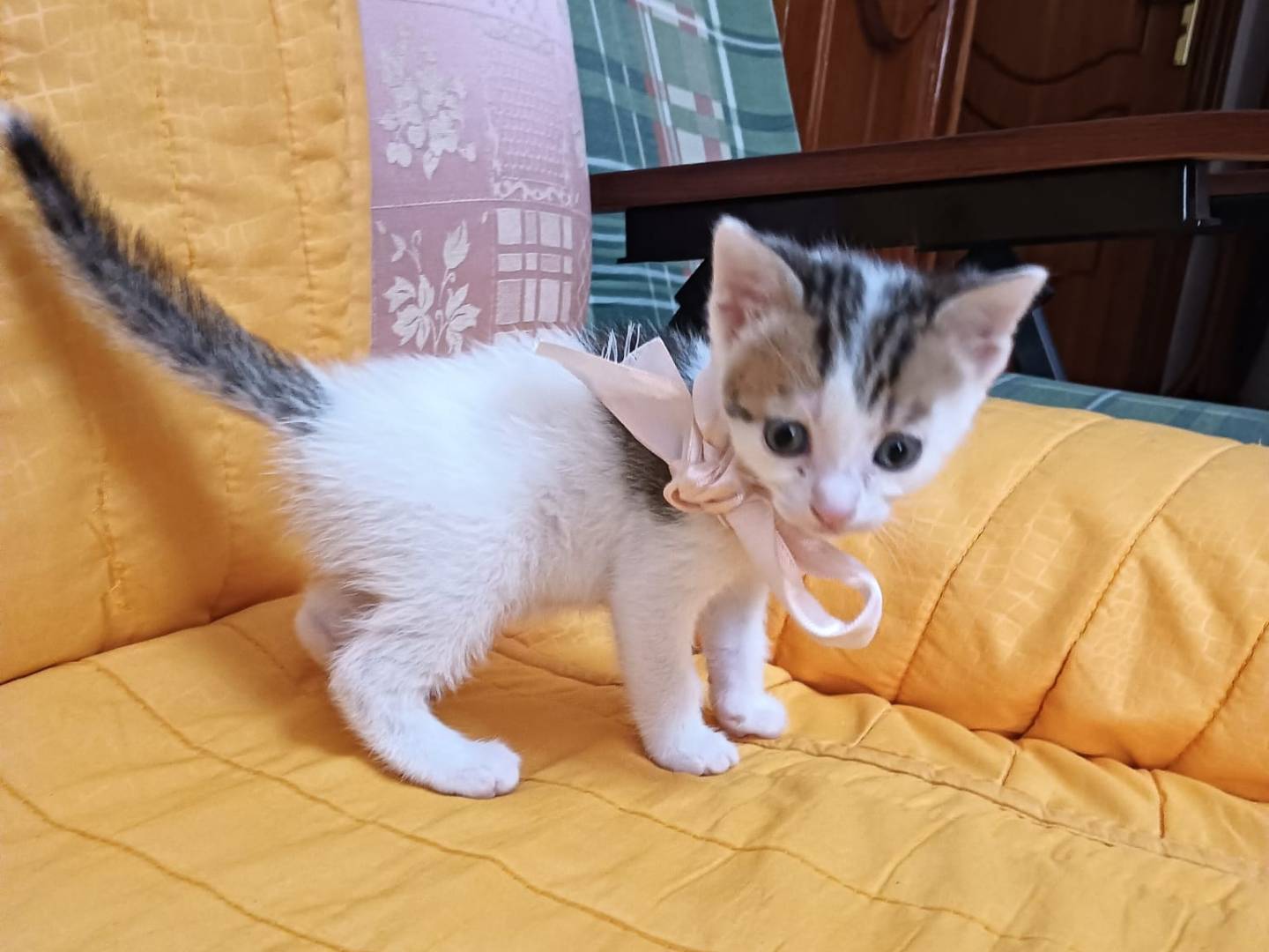 Adotta un gatto, taglia non valida, femmina, Catania