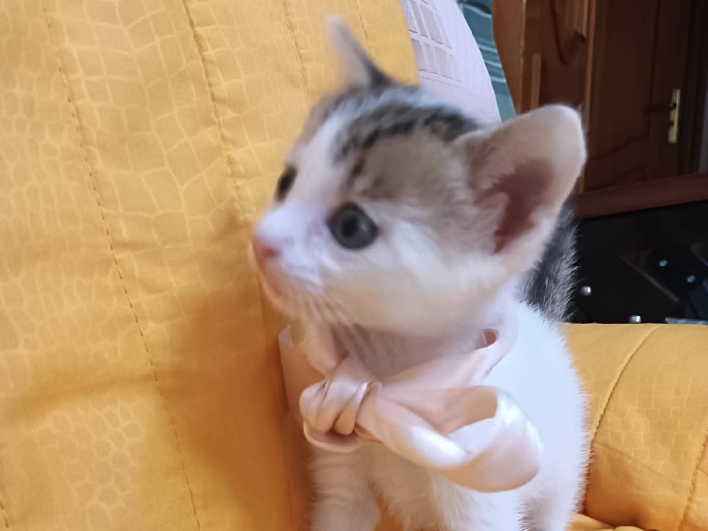 Vuoi adottare un gatto a Catania?