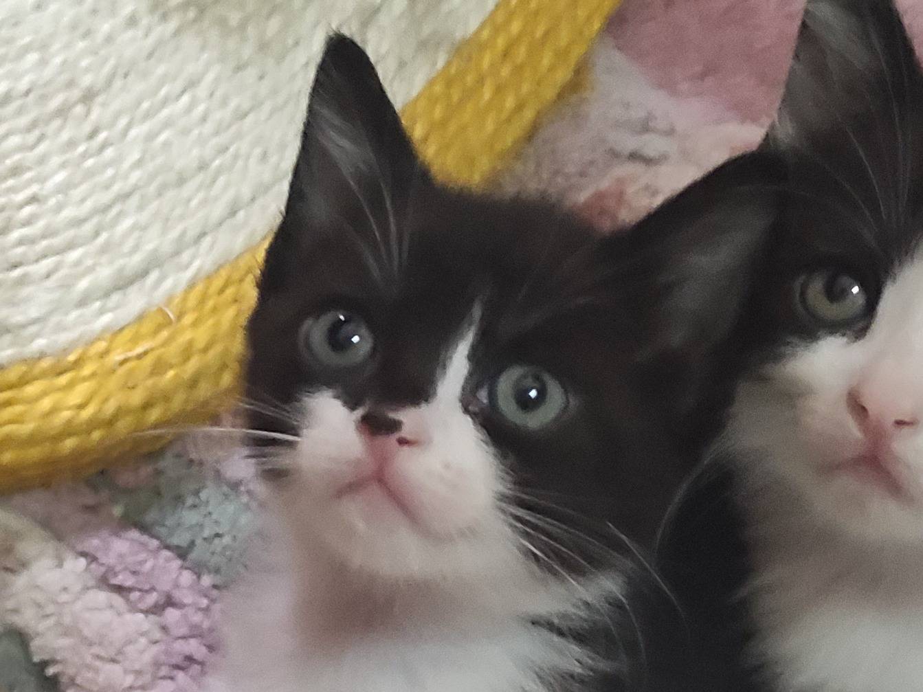 Foto dell'animale