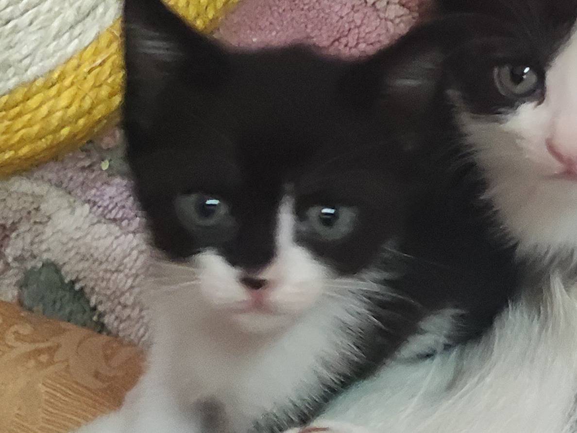 Adotta un gatto, femmina, 1 mesi, Catania