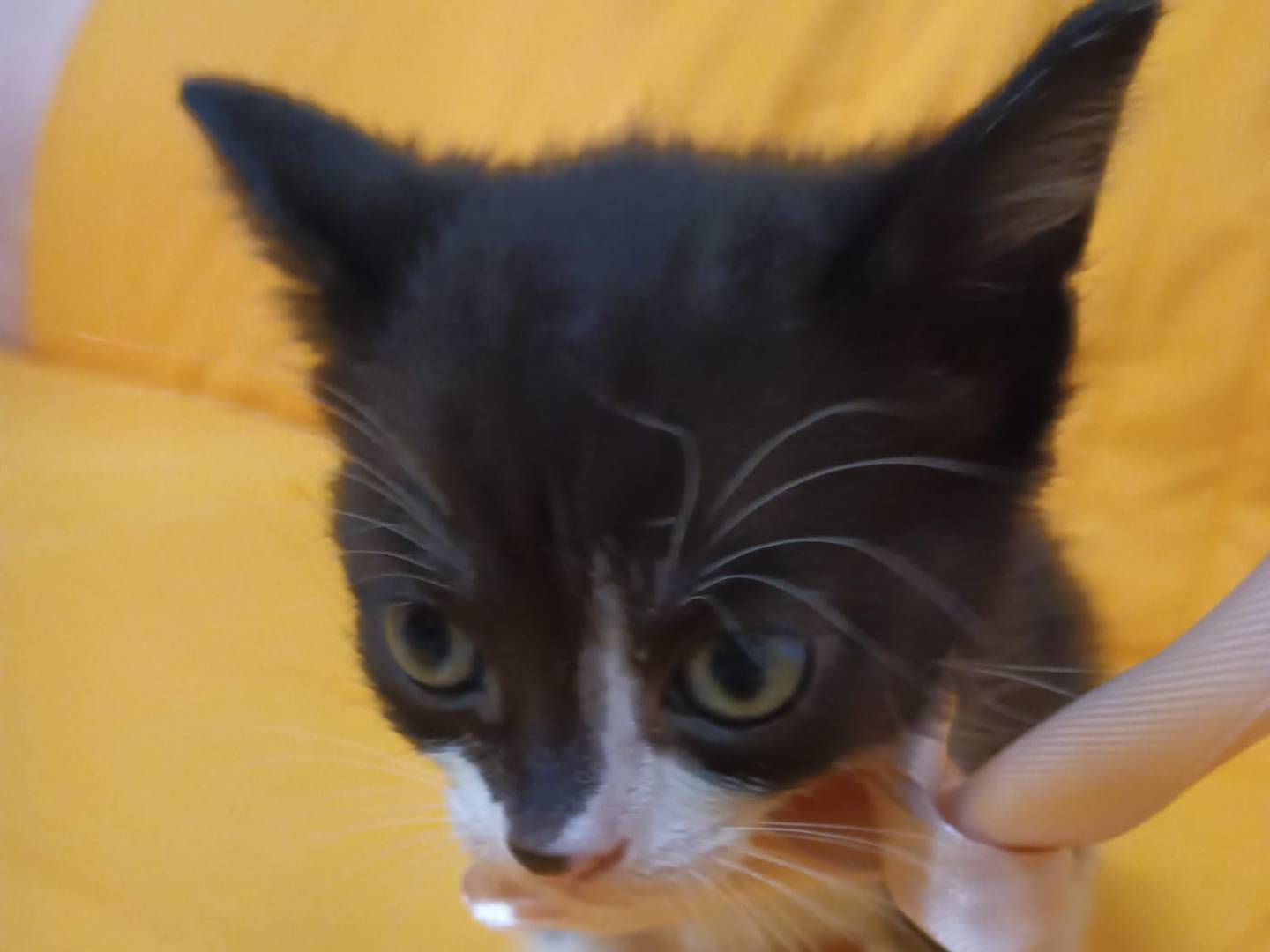 Adotta un gatto, taglia non valida, femmina, Catania