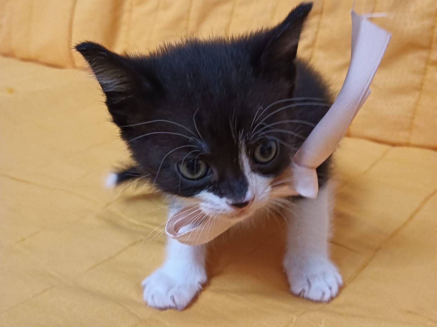 Vuoi adottare un gatto a Catania?