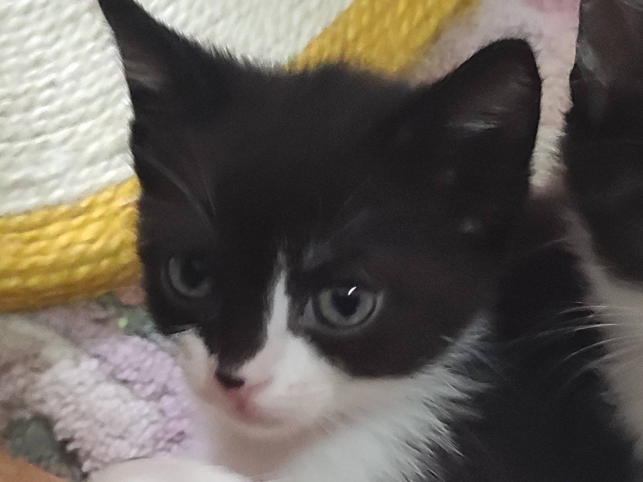 Adotta il gatto Camilla a Catania